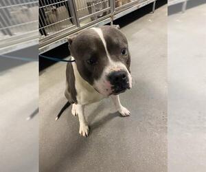 Mutt Dogs for adoption in Bakersfield, CA, USA