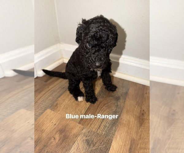 Medium Photo #3 Goldendoodle mix (+ Poodle Standard) Puppy For Sale in WEAVER, AL, USA