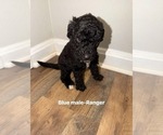 Small #2 Goldendoodle mix (+ Poodle Standard)