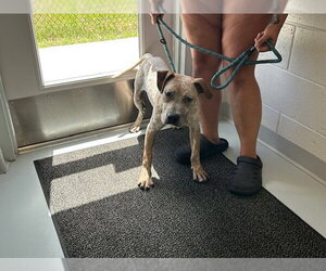 Mutt Dogs for adoption in Ocala, FL, USA