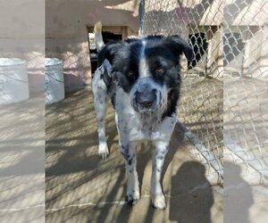 Border Collie-Unknown Mix Dogs for adoption in Apple Valley, CA, USA