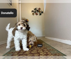 Poovanese Puppy for sale in TUCSON, AZ, USA