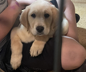 Labrador Retriever Puppy for sale in FORT MC COY, FL, USA