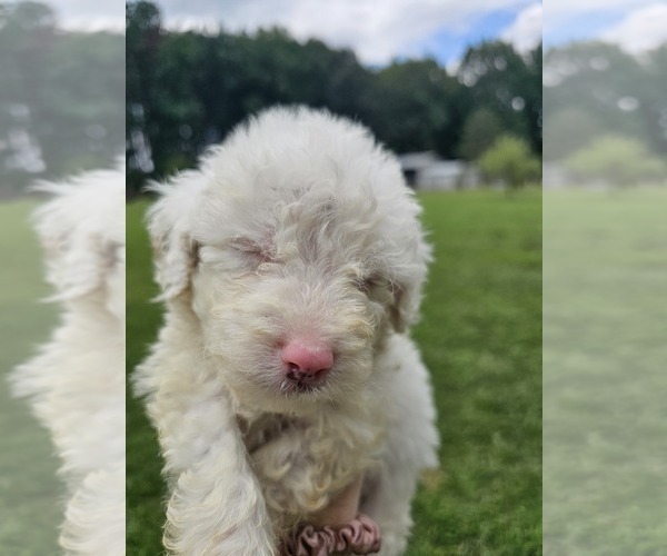 Medium Photo #8 Aussiedoodle Miniature  Puppy For Sale in LEXINGTON, NC, USA