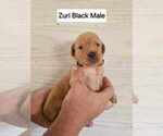Puppy Black Cavapoo