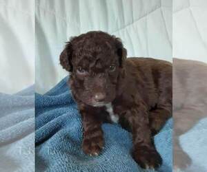 Labradoodle-Poodle (Standard) Mix Puppy for sale in GALION, OH, USA