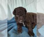 Small Photo #1 Labradoodle-Poodle (Standard) Mix Puppy For Sale in GALION, OH, USA