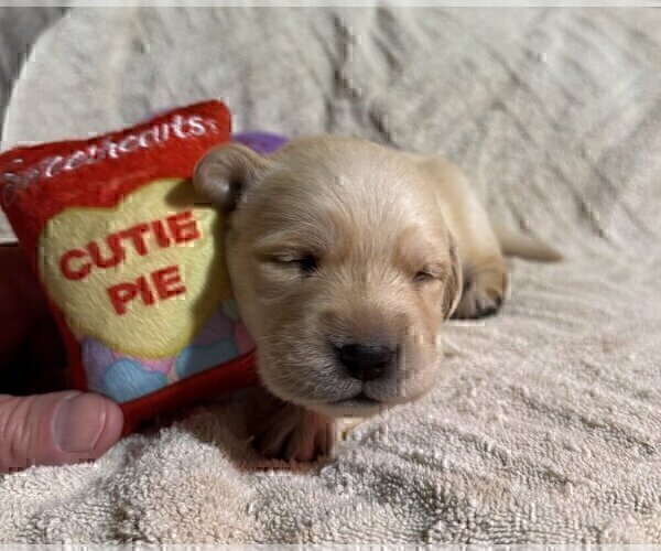 Medium Photo #35 Labrador Retriever Puppy For Sale in HIGH POINT, NC, USA