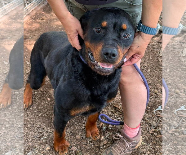 Medium Photo #4 Rottweiler Puppy For Sale in Hillsboro, NH, USA