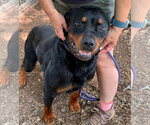 Small #3 Rottweiler