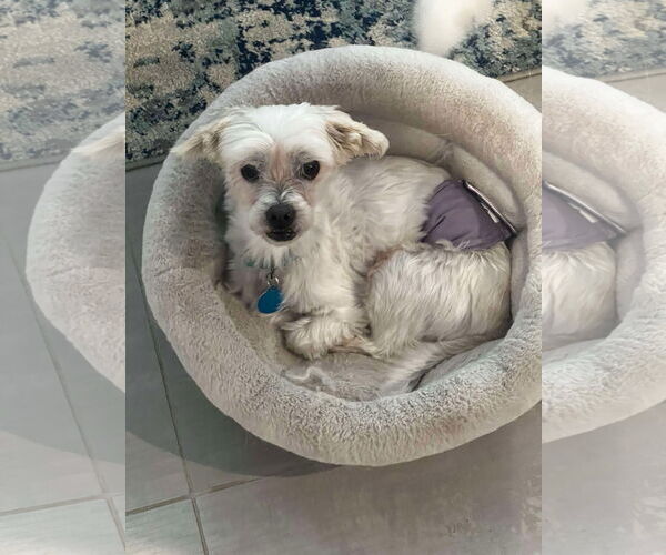 Medium Photo #5 Maltese Puppy For Sale in Arlington, VA, USA