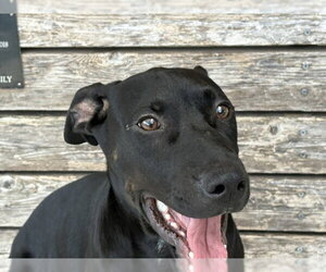 Labrador Retriever-Unknown Mix Dogs for adoption in Tulsa, OK, USA