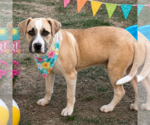 Small #1 Labrador Retriever Mix