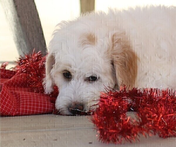 Medium Photo #2 Goldendoodle (Miniature) Puppy For Sale in MANHEIM, PA, USA