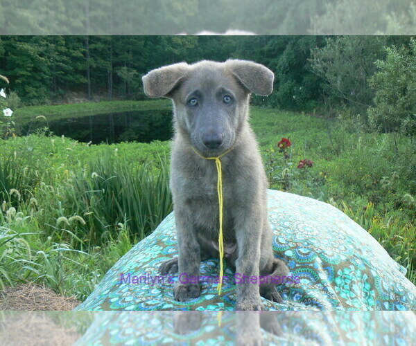 Medium Photo #3 German Shepherd Dog Puppy For Sale in PIEDMONT, MO, USA