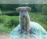 Small #2 German Shepherd Dog