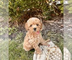 Small #2 Cockapoo
