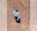 Small Photo #24 German Shorthaired Pointer Puppy For Sale in EVANSVILLE, WY, USA