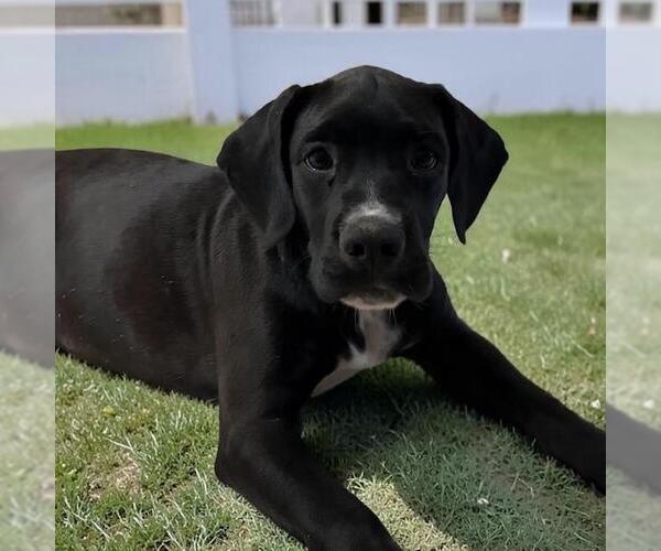 Medium Photo #1 Labrador Retriever-Unknown Mix Puppy For Sale in San Diego, CA, USA