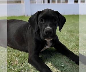 Labrador Retriever-Unknown Mix Dogs for adoption in San Diego, CA, USA