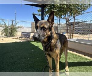 German Shepherd Dog Dogs for adoption in HESPERIA, CA, USA