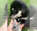 Small Photo #2 Goberian Puppy For Sale in MORGANTOWN, IN, USA