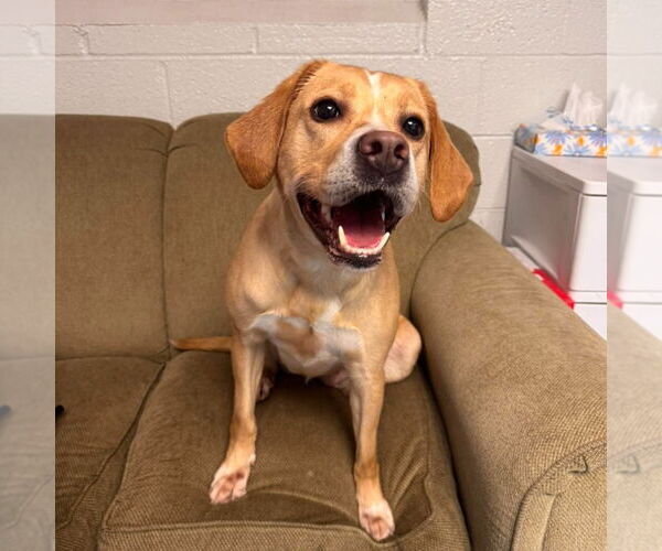 Medium Photo #3 Labrador Retriever-Unknown Mix Puppy For Sale in Muskegon, MI, USA