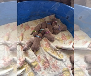 Golden Retriever Puppy for sale in DAVENPORT, IA, USA