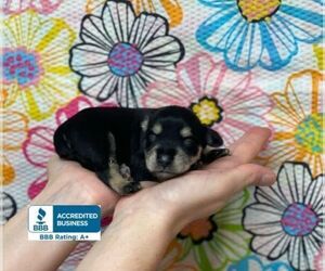 Schnauzer (Miniature) Puppy for sale in WINNSBORO, LA, USA