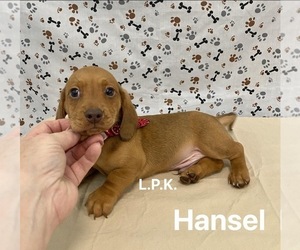 Dachshund Puppy for sale in WINNSBORO, LA, USA