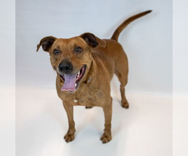 Medium Photo #5 Mutt Puppy For Sale in Kennesaw, GA, USA