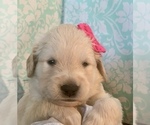 Small Photo #4 Golden Retriever Puppy For Sale in SACRAMENTO, CA, USA