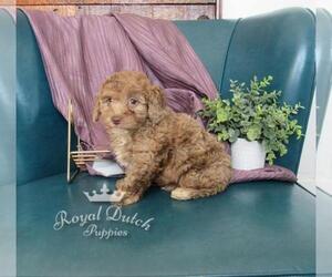 Poodle (Miniature) Puppy for sale in LE MARS, IA, USA