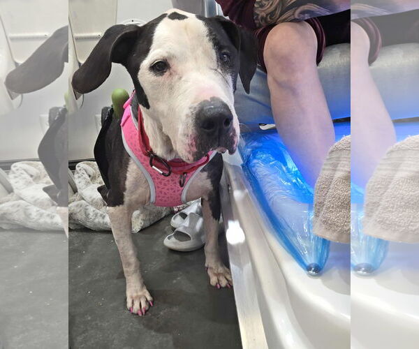 Medium Photo #15 Great Dane-Unknown Mix Puppy For Sale in Spotsylvania, VA, USA