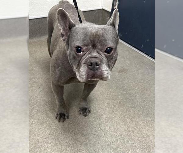 Medium Photo #1 French Bulldog-Unknown Mix Puppy For Sale in HESPERIA, CA, USA