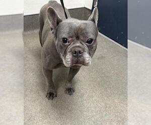 French Bulldog-Unknown Mix Dogs for adoption in HESPERIA, CA, USA
