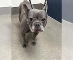 Small French Bulldog Mix