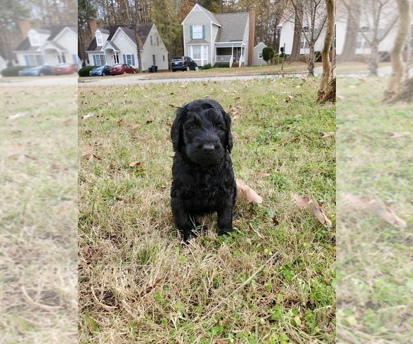 Medium Photo #3 Labradoodle Puppy For Sale in RALEIGH, NC, USA
