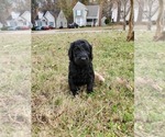 Small Photo #3 Labradoodle Puppy For Sale in RALEIGH, NC, USA