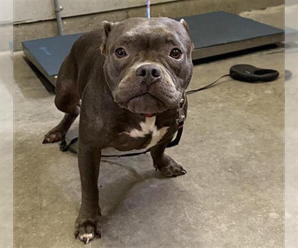 Medium Photo #1 French Bulldog-Unknown Mix Puppy For Sale in Camarillo, CA, USA