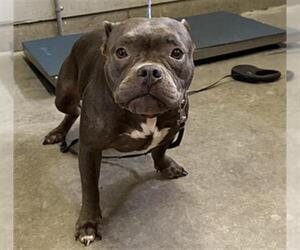 French Bulldog-Unknown Mix Dogs for adoption in Camarillo, CA, USA