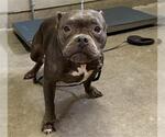 *CLEO - Female French Bulldog-Unknown Mix Dog for Adoption - Small photo