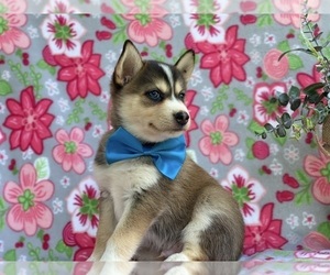 Border Collie-Pomsky Mix Puppy for sale in LANCASTER, PA, USA