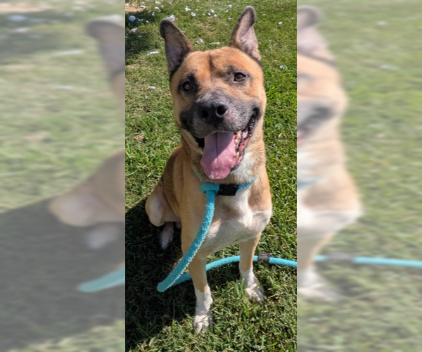 Medium Photo #4 Akita-Unknown Mix Puppy For Sale in Evansville, IN, USA