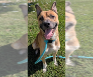 Dawson - Male Akita-Unknown Mix Dog for Adoption - Photo #4