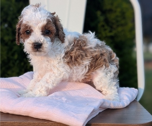 Medium Photo #42 Poodle (Miniature) Puppy For Sale in GOSHEN, IN, USA