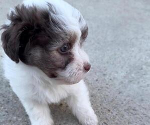 Havanese Puppy for sale in HYATTSVILLE, MD, USA