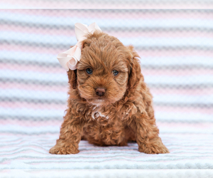 Medium Cavapoo mix (+ Poodle Miniature)