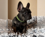 Small Photo #8 French Bulldog Puppy For Sale in BRENTWOOD, CA, USA