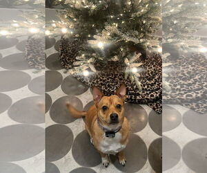 Akita-Saluki Mix Dogs for adoption in Oakhurst, NJ, USA